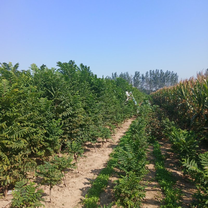黑油椿树苗大量供应，有另有椿树子，开始出售有要的联系