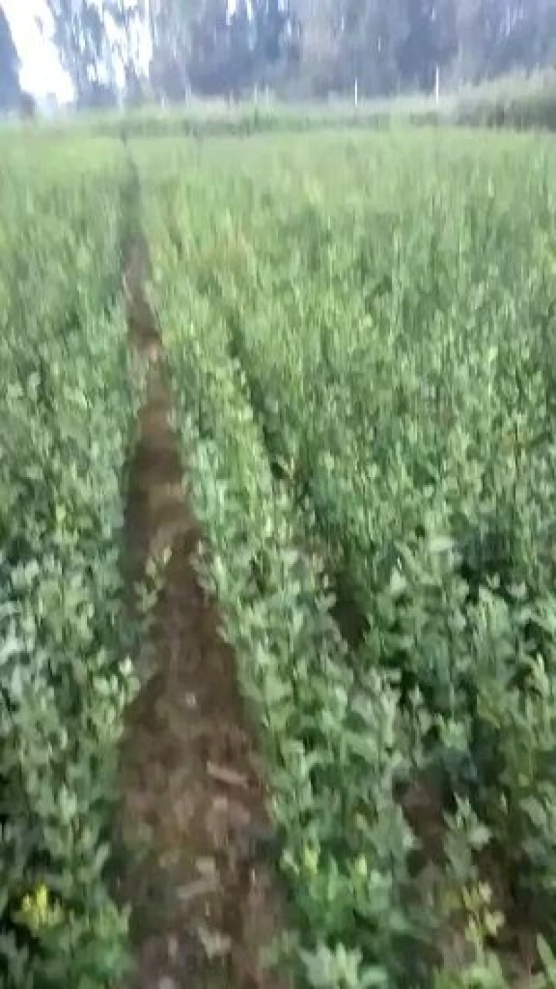 枳壳苗子，量大价格优惠保质保量，臭杞苗子，需要的老板联系