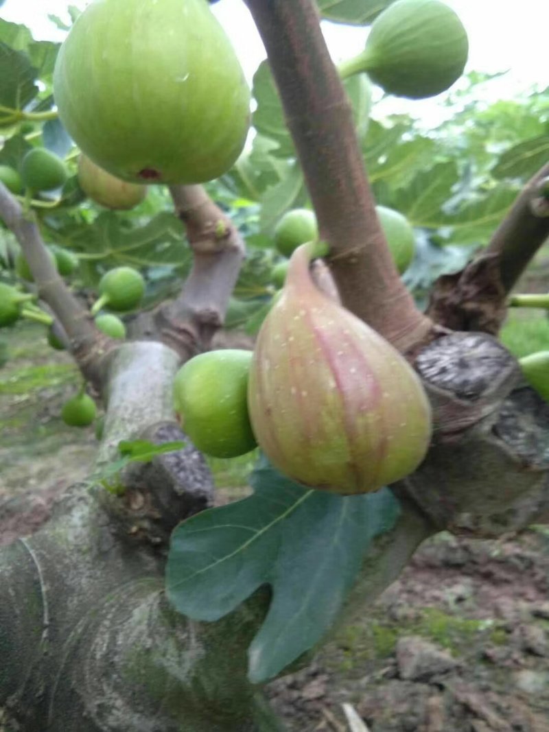 推荐无花果苗，支持线上交易，包挂果，假一赔十。