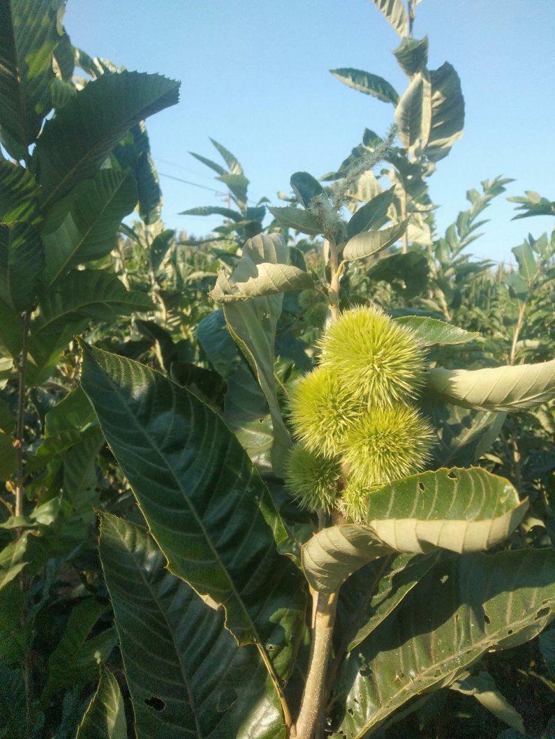 大红袍板栗苗子，品种齐全。保成活率，货原充足保质保量