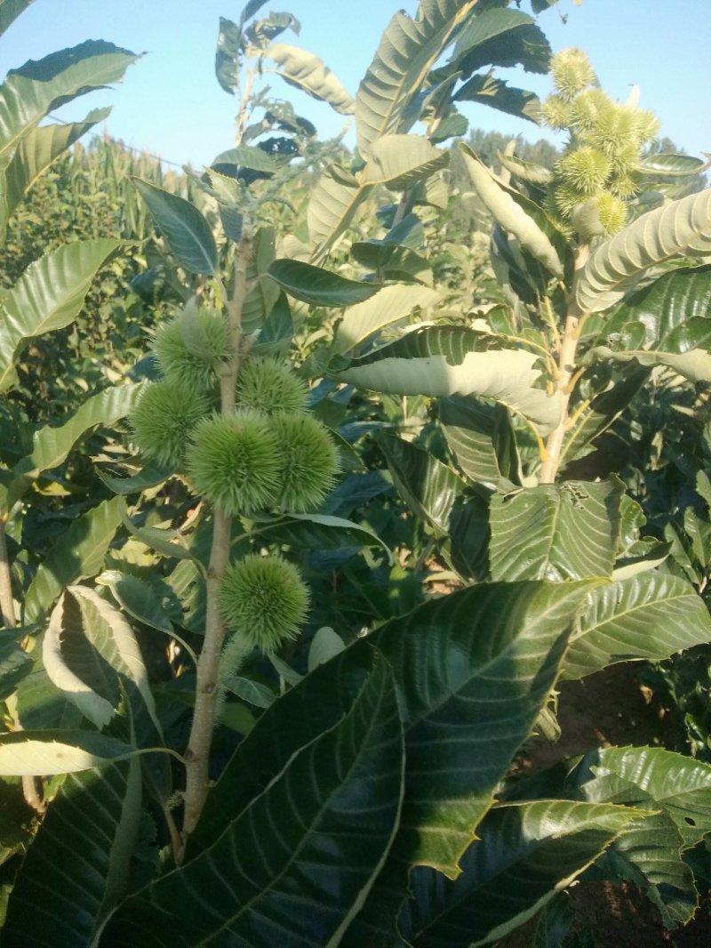 大红袍板栗苗子，品种齐全。保成活率，货原充足保质保量