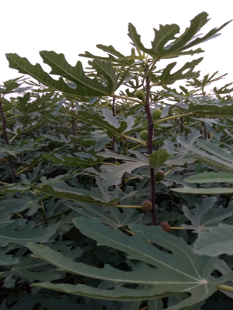 无花果苗，价格优惠保质保量。需要的老板联系，