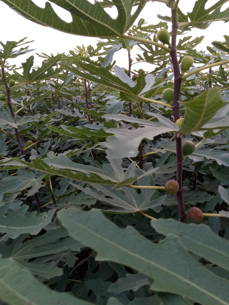 无花果苗，价格优惠保质保量。需要的老板联系，