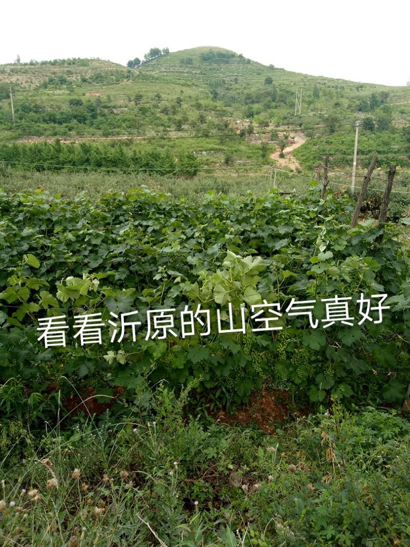 无花果苗，价格优惠保质保量。需要的老板联系，