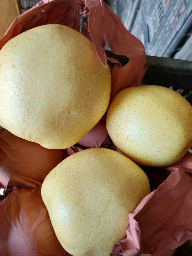 雪花梨罐头厂果汁厂加工梨纸袋350~400g