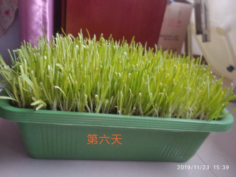 水培黄韭盆景。放在室内，阳台亦赏亦食