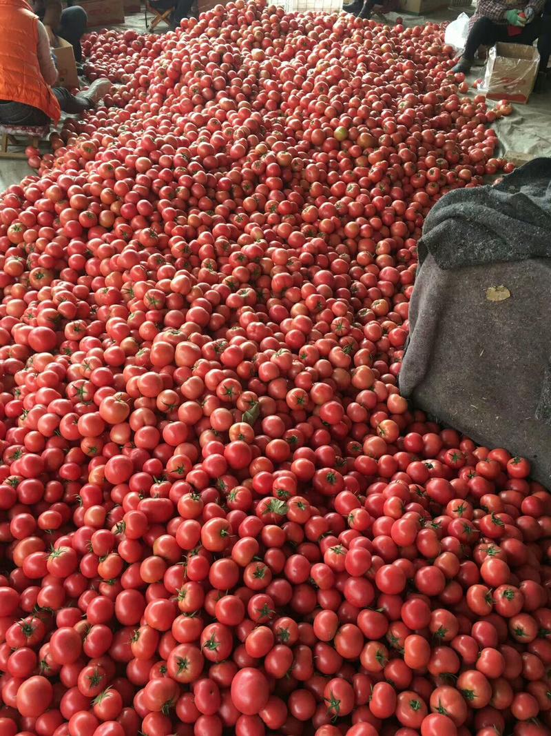 硬粉西红柿番茄大量供应新鲜采摘产地直发可供商超