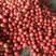 硬粉西红柿番茄大量供应新鲜采摘产地直发可供商超