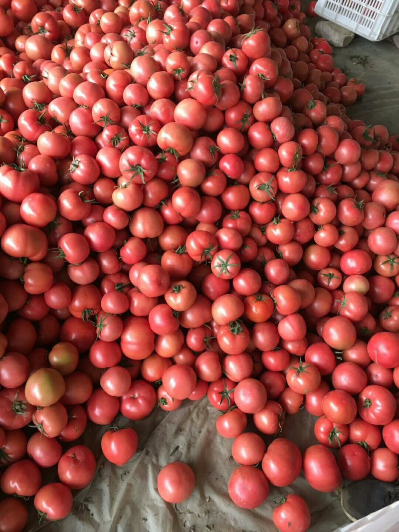 硬粉西红柿番茄大量供应新鲜采摘产地直发可供商超