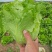 我基地常年供应优质意大利生菜，品质保证……杜学林