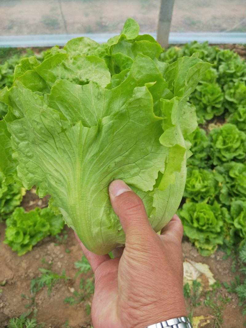 我基地常年供应优质意大利生菜，品质保证……杜学林
