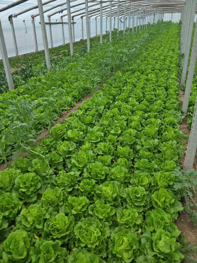 我基地常年供应优质意大利生菜，品质保证……杜学林