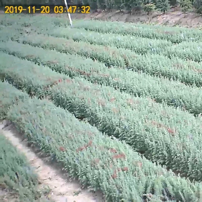 雪松一米到八米优质雪松，雪松苗质量有保障