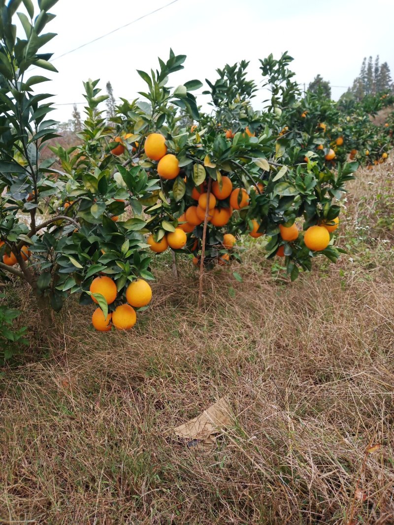 脐橙江西赣南脐橙血橙10000斤起批货源充足实力代办