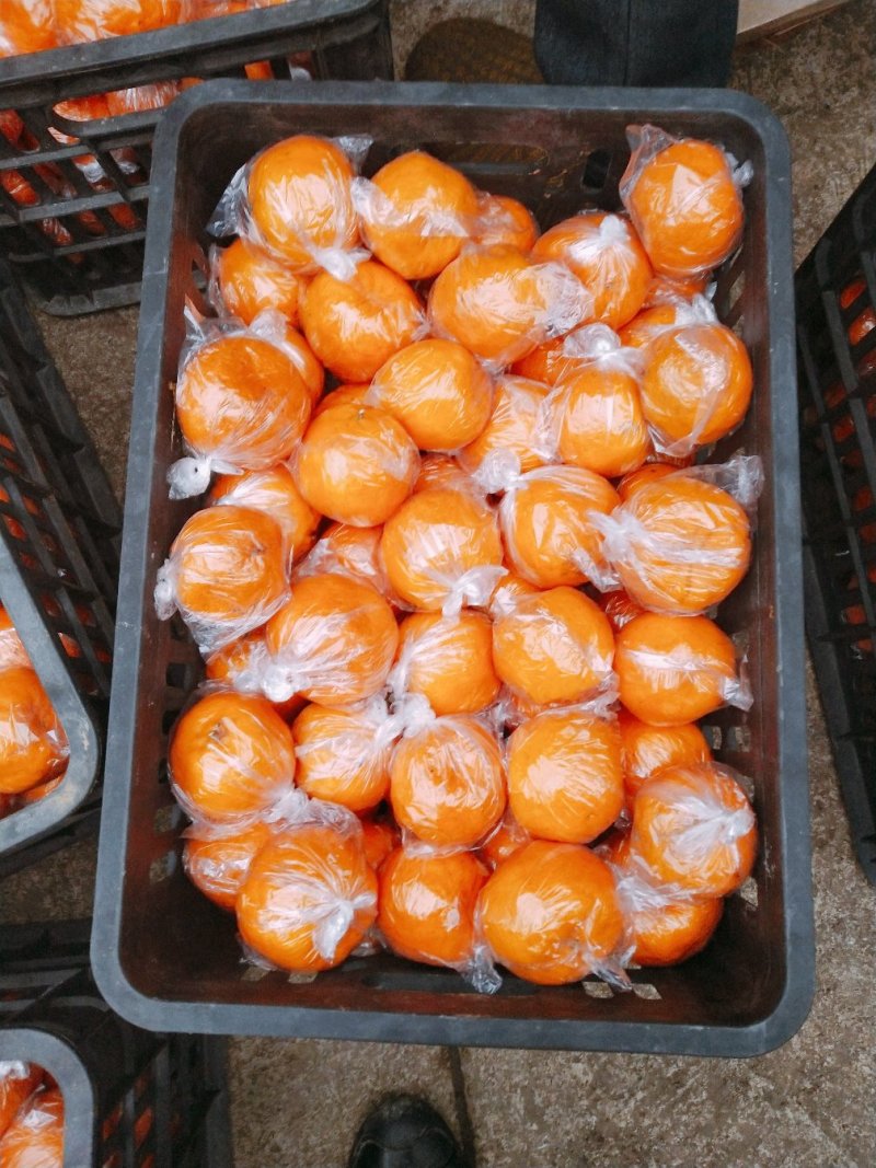 湖南湘西椪柑，个大味甜水份足口感甜易化渣，颜色红