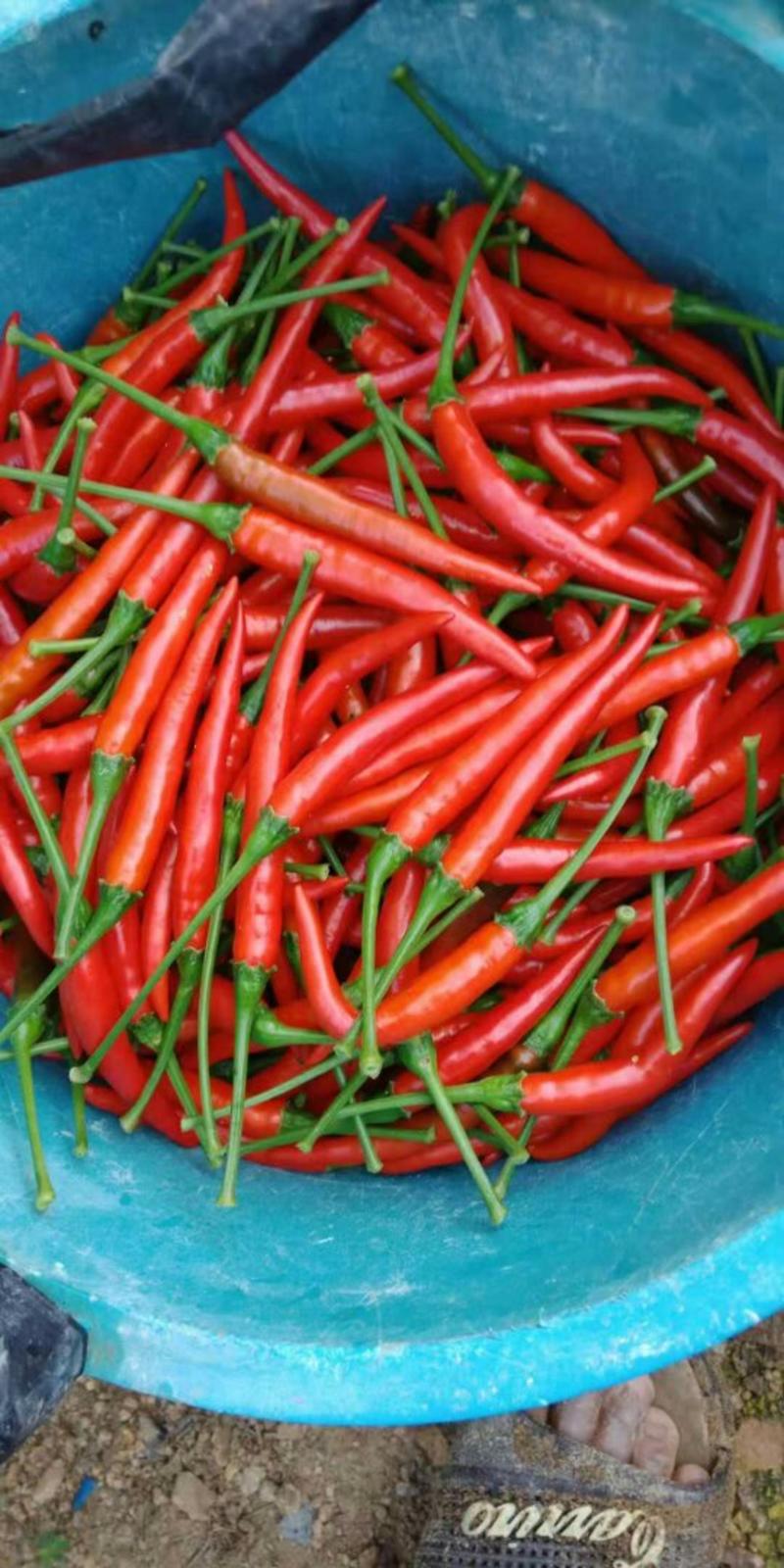 小米椒朝天椒辣椒大量上市中一条龙服务代收发货全国