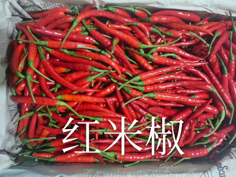 小米椒朝天椒辣椒大量上市中一条龙服务代收发货全国