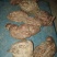 大量，批发零售野生的何首乌22222222