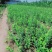 扶芳藤卫矛小叶扶芳藤大叶扶芳藤分枝2-5