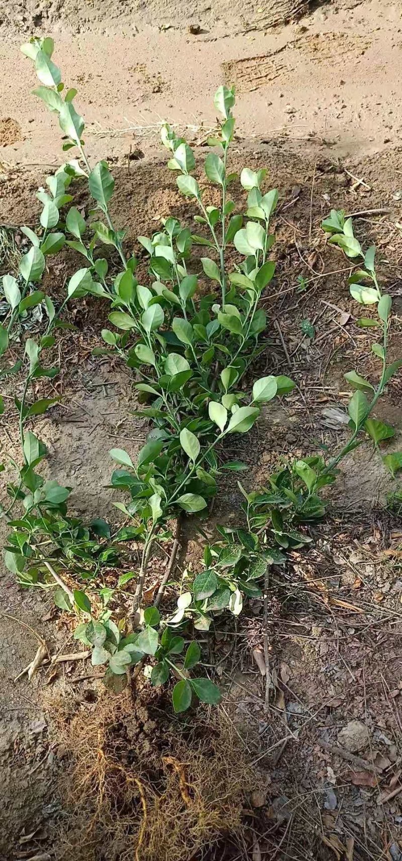 扶芳藤卫矛小叶扶芳藤大叶扶芳藤分枝2-5