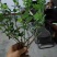 扶芳藤卫矛小叶扶芳藤大叶扶芳藤分枝2-5