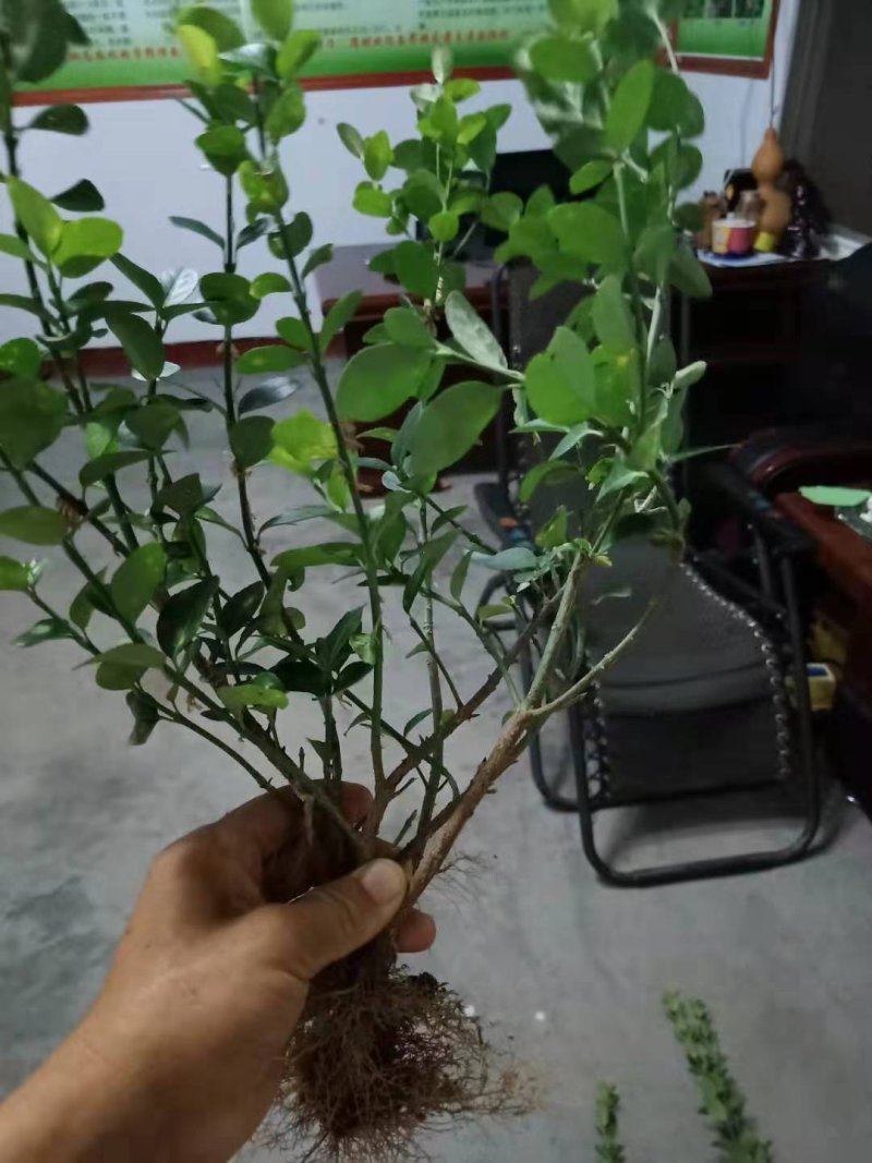 扶芳藤卫矛小叶扶芳藤大叶扶芳藤分枝2-5
