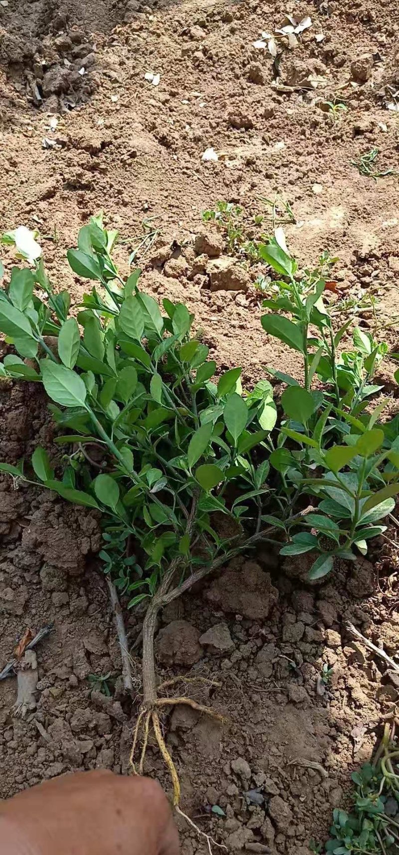 扶芳藤卫矛小叶扶芳藤大叶扶芳藤分枝2-5