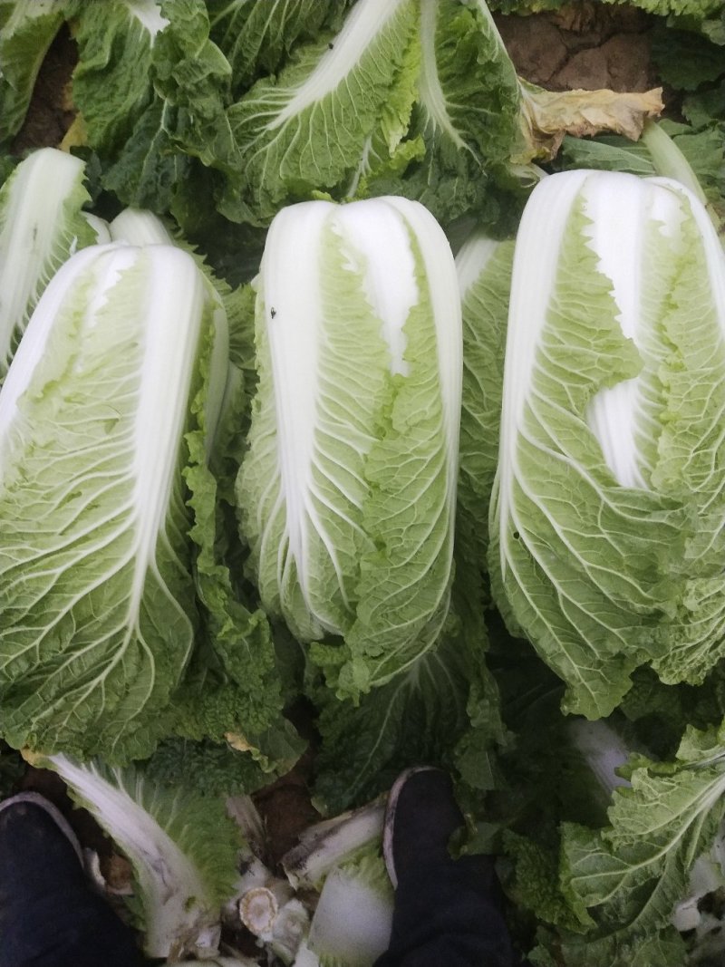 精品北京新三号白菜，扁包，产地直发，货量充足，欢迎选购!