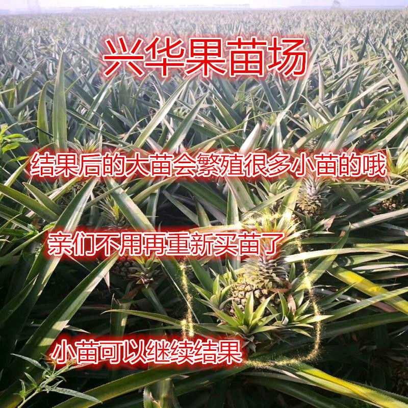 广西地菠萝苗有根好种易活
