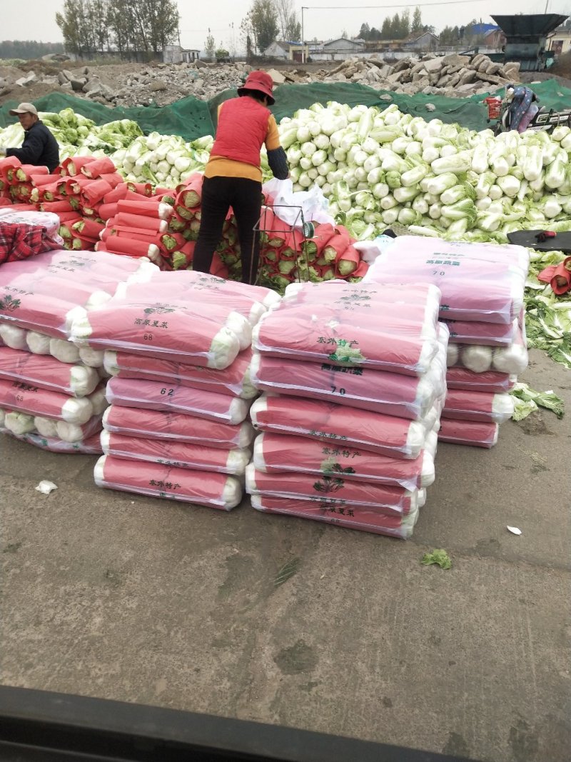 北京三号白菜，精品包纸大量供应，产地直发