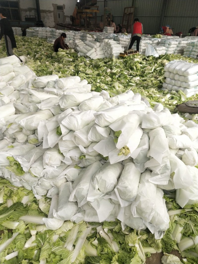 北京三号白菜，精品包纸大量供应，产地直发