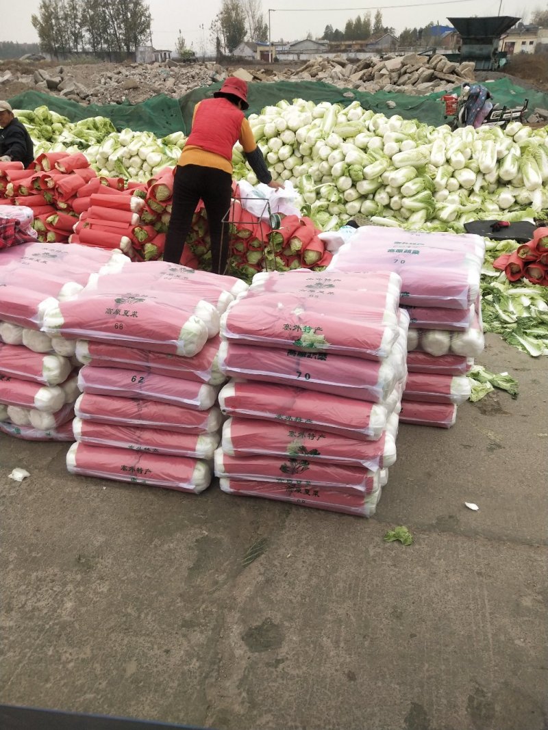 北京三号白菜，精品包纸大量供应，产地直发