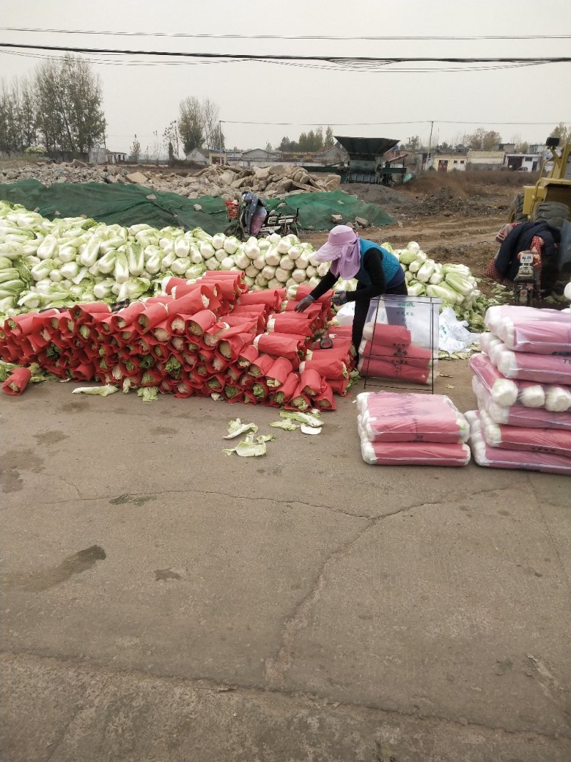 北京三号白菜，精品包纸大量供应，产地直发