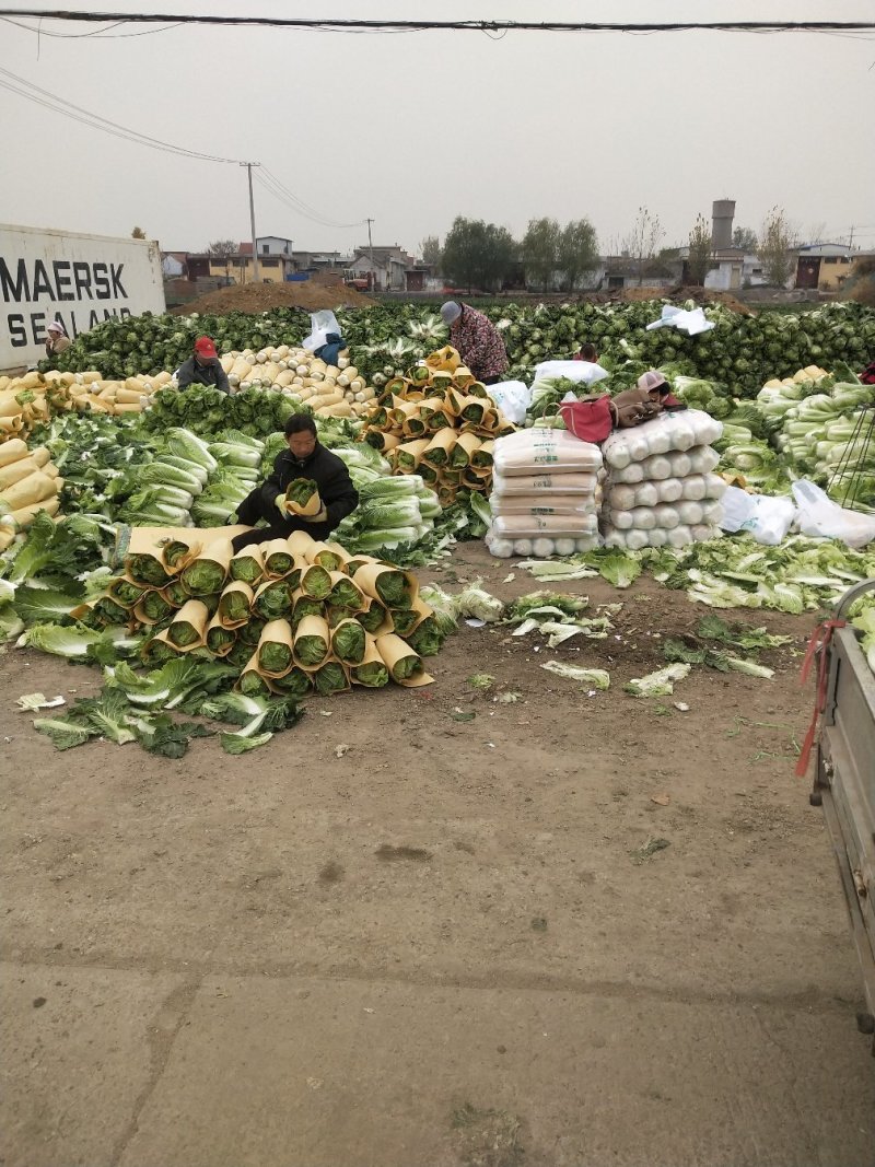 北京三号白菜，精品包纸大量供应，产地直发