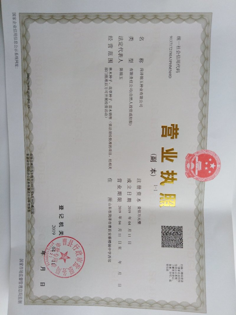雪松种子青岛雪松种子国产纯新雪松种子籽粒饱满