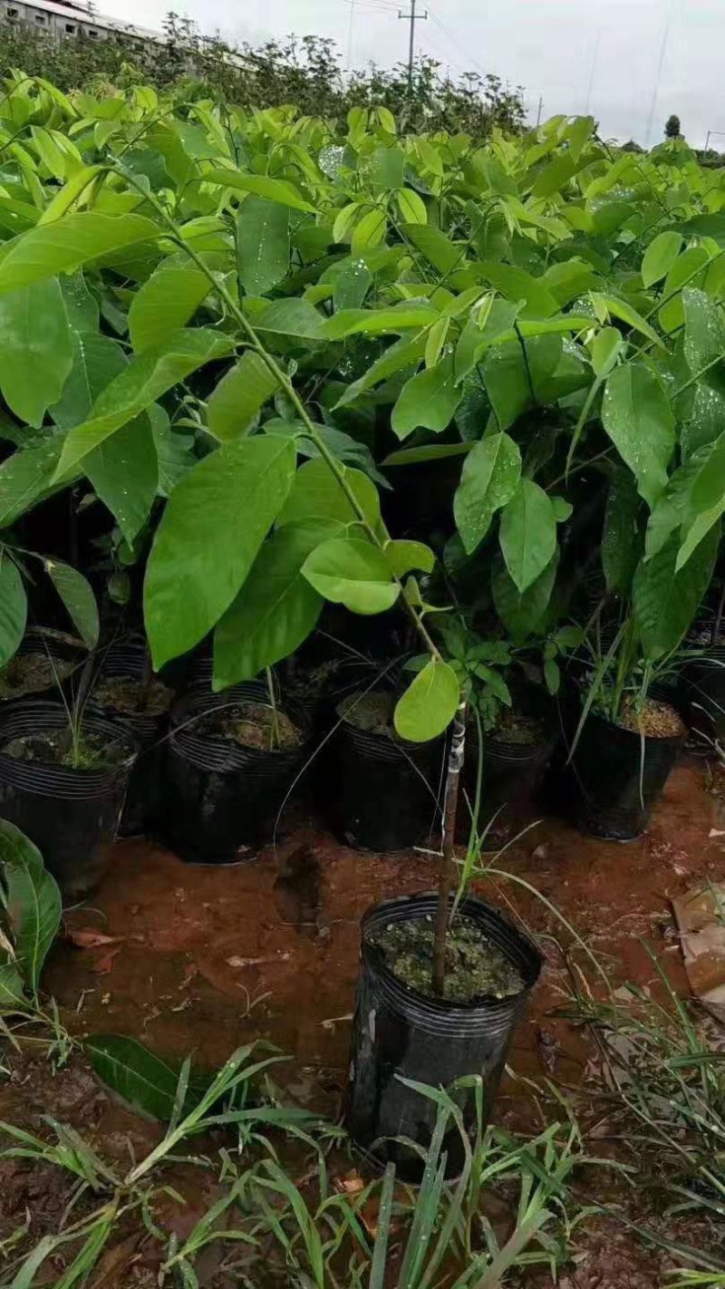 凤梨释迦果苗南方种植带土营养杯苗凤梨释迦树苗