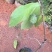 凤梨释迦果苗南方种植带土营养杯苗凤梨释迦树苗
