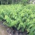 凤梨释迦果苗南方种植带土营养杯苗凤梨释迦树苗