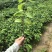 凤梨释迦果苗南方种植带土营养杯苗凤梨释迦树苗