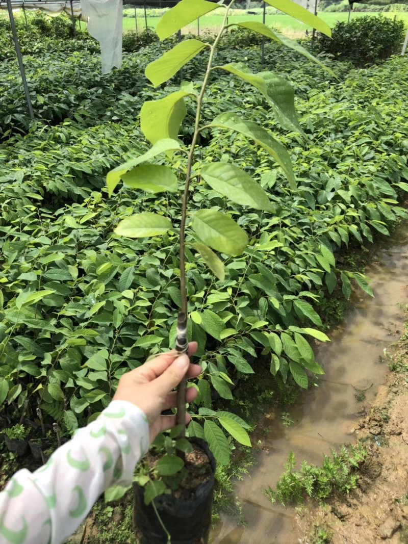 凤梨释迦果苗南方种植带土营养杯苗凤梨释迦树苗