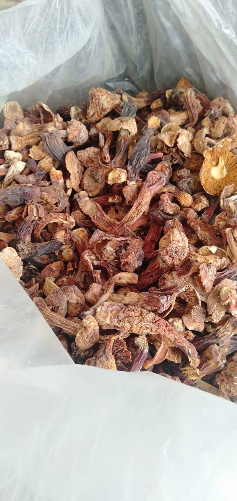 姬松茸菜菇，大菇，菇脚菇帽