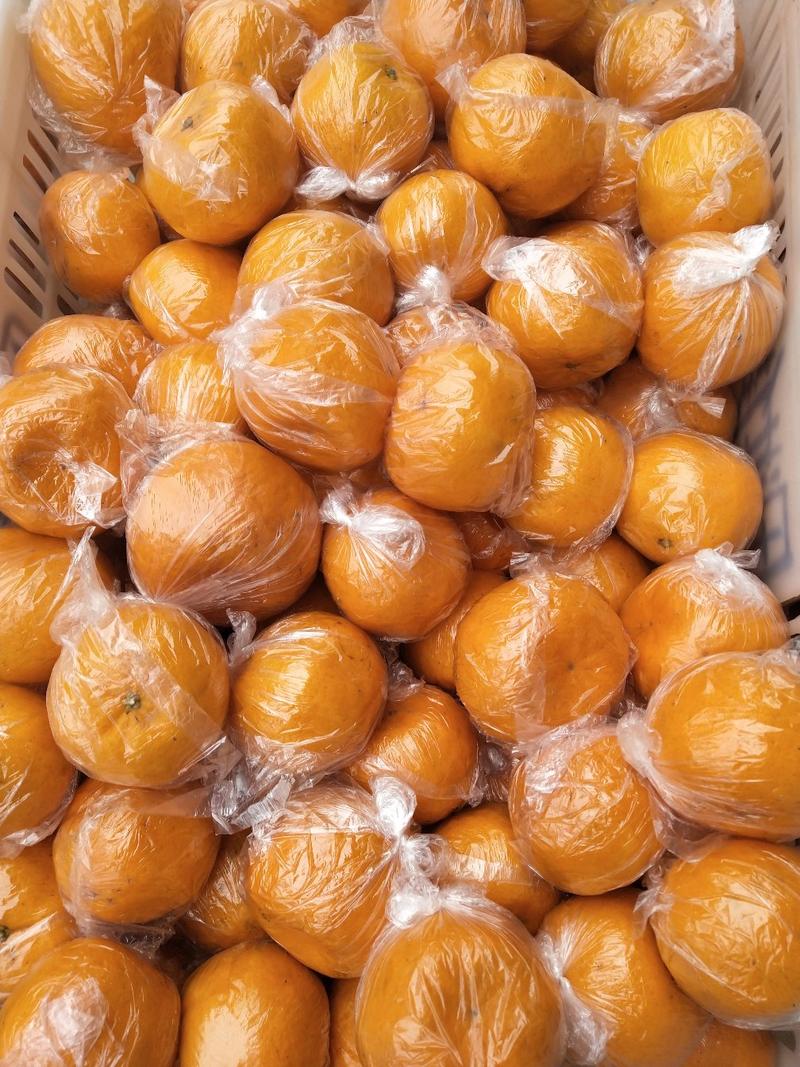 湖南椪柑大量上市，皮薄肉嫩口感甜，大产区，货源充足