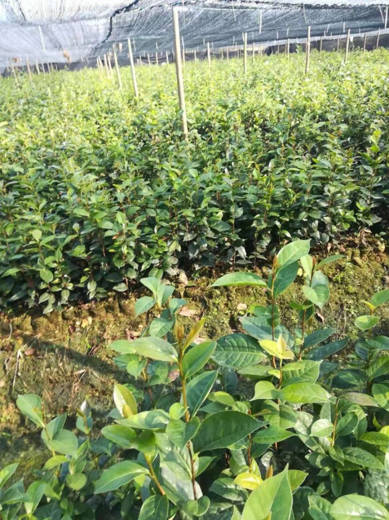 油茶苗，两年生良种嫁接油茶小杯苗，土杯苗