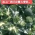 万亩基地加工厂西兰花。。。