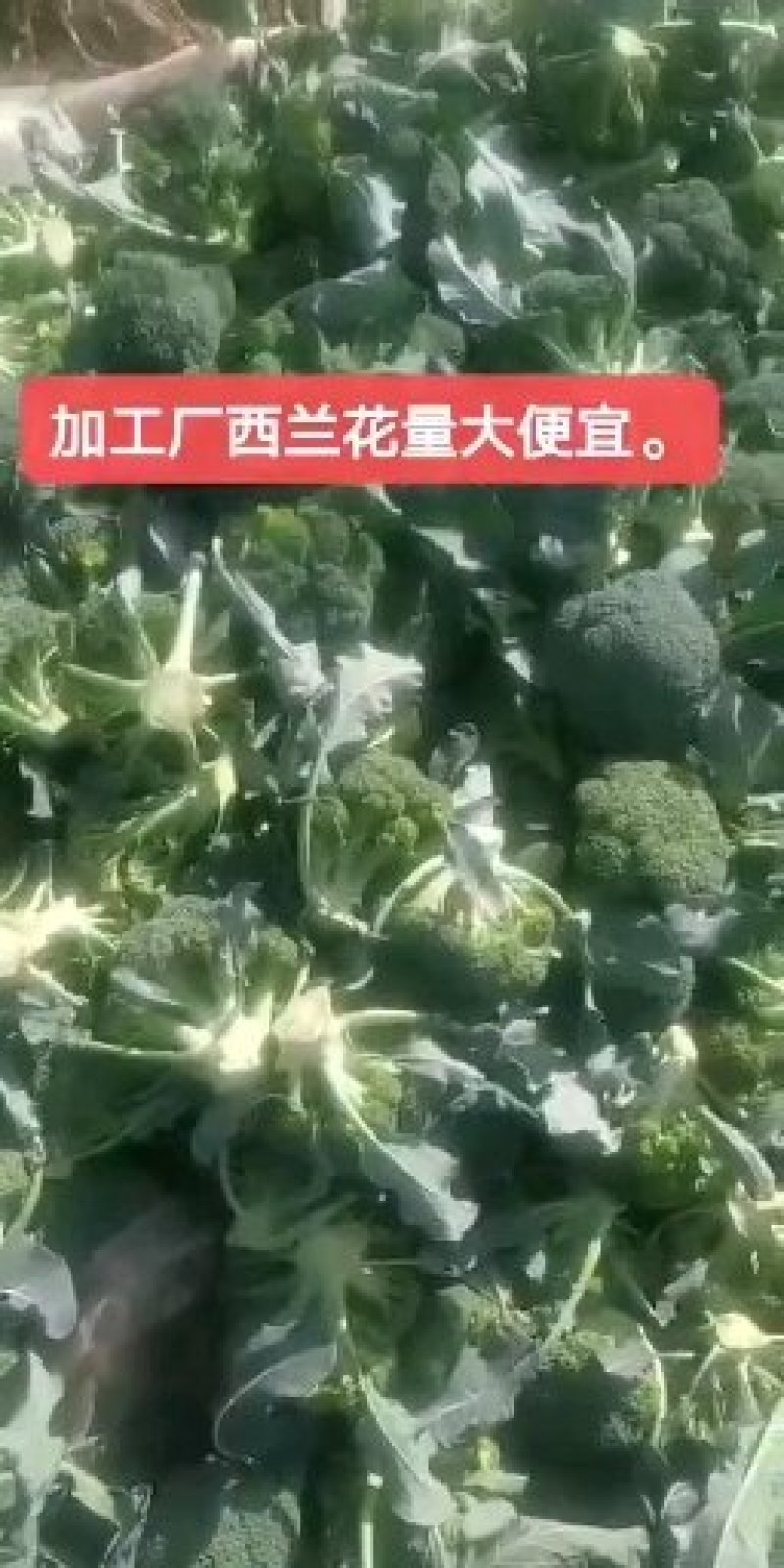 万亩基地加工厂西兰花。。。