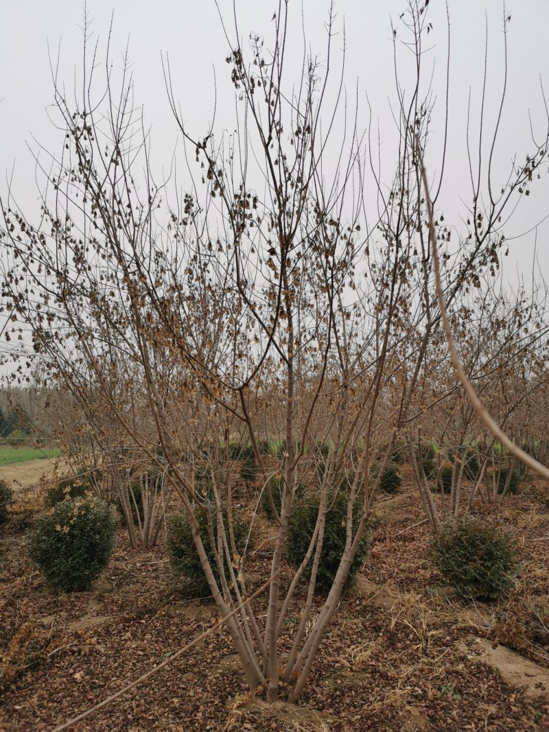 丛生茶条槭，河北茶条槭基地，3-5米高丛生茶条槭