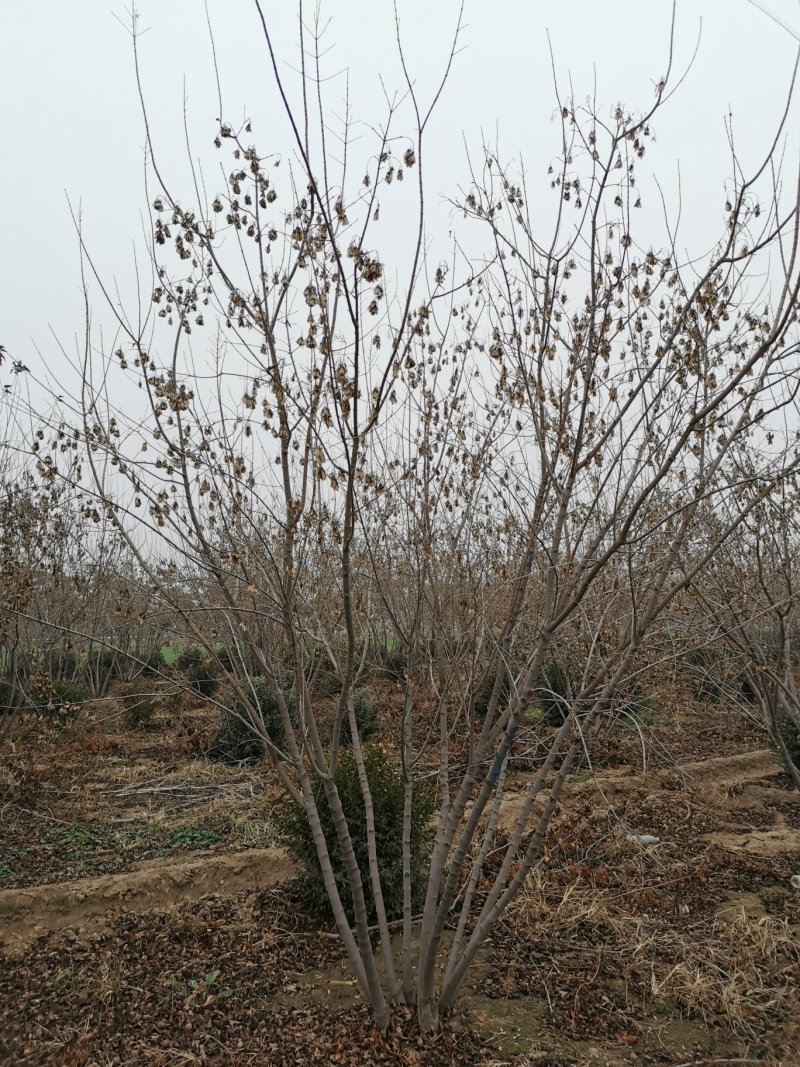 丛生茶条槭，河北茶条槭基地，3-5米高丛生茶条槭