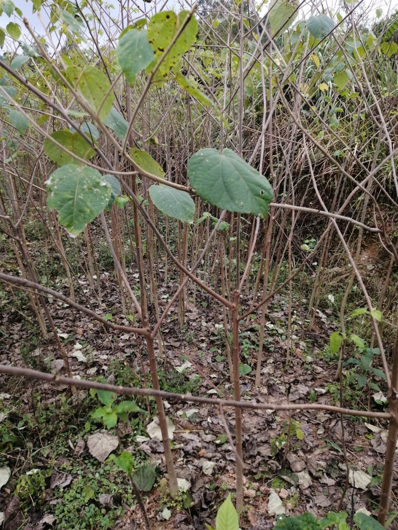广元市昭化区大量出毛叶山桐苗（山桐苗，）易栽树，成活率高