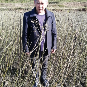 广元市昭化区大量出毛叶山桐苗（山桐苗，）易栽树，成活率高