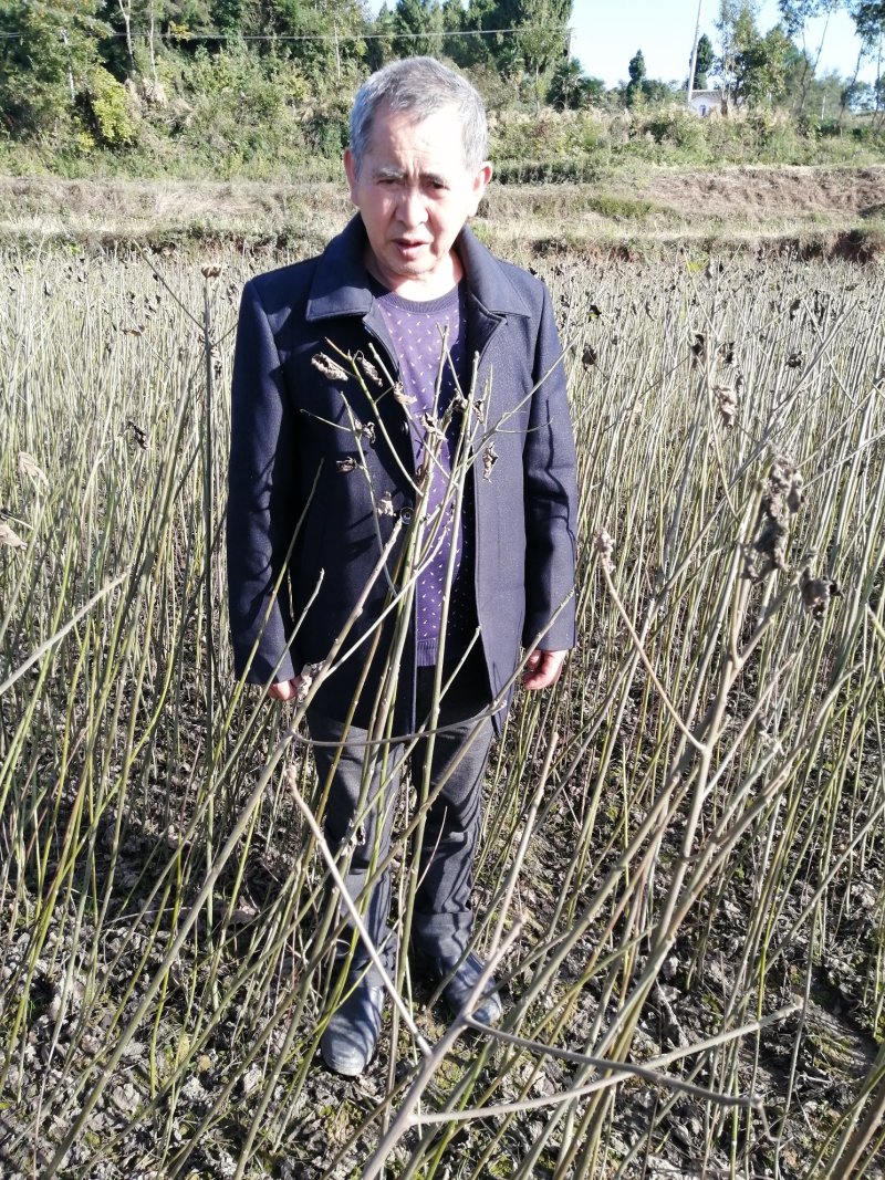 广元市昭化区大量出毛叶山桐苗（山桐苗，）易栽树，成活率高